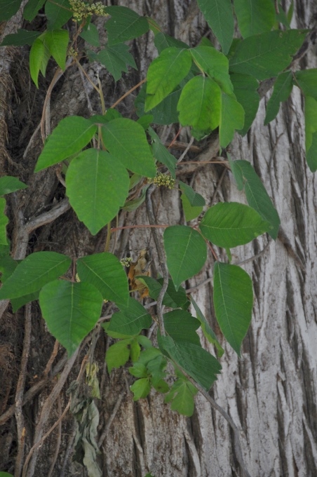 poison ivy leaves